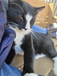 Lost Male Cat last seen Bethpage Drive, Sharon Court, Laura Lane, Fairchild Drive, Cherry Lane, Bethel, CT 06801
