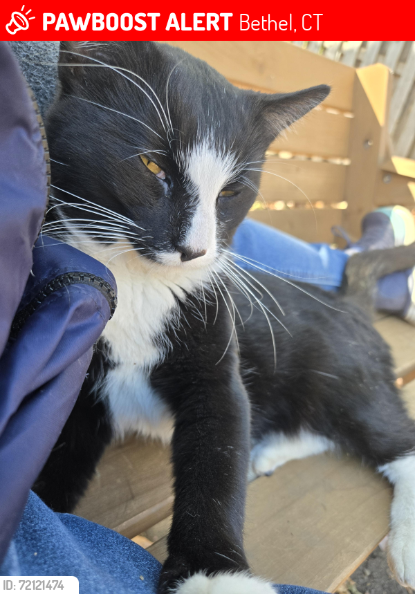 Lost Male Cat last seen Bethpage Drive, Sharon Court, Laura Lane, Fairchild Drive, Cherry Lane, Bethel, CT 06801
