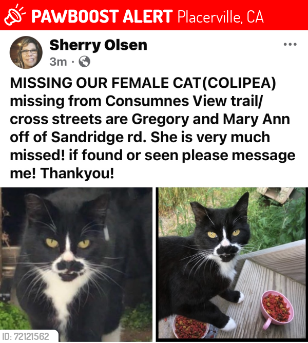 Lost Female Cat last seen Cosumnes View Trail/ Placerville CA, Placerville, CA 95667