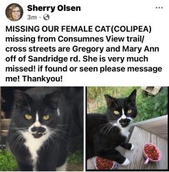 Lost Female Cat last seen Cosumnes View Trail/ Placerville CA, Placerville, CA 95667