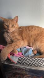 Lost Male Cat last seen Hembywood Dr & hilcrest cir cross, Indian Trail, NC 28079