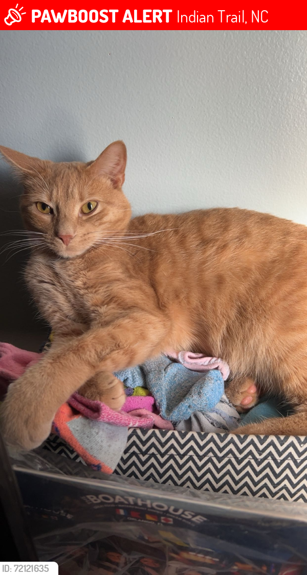 Lost Male Cat last seen Hembywood Dr & hilcrest cir cross, Indian Trail, NC 28079