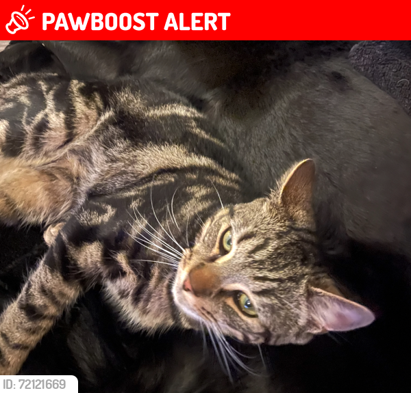 Lost Male Cat last seen Jalsa Ghar, Great Dunmow, England CM6