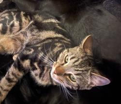 Lost Male Cat last seen Jalsa Ghar, Great Dunmow, England CM6