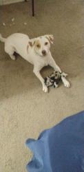 Lost Female Dog last seen Sunset Subdivision, San Antonio, TX 78245
