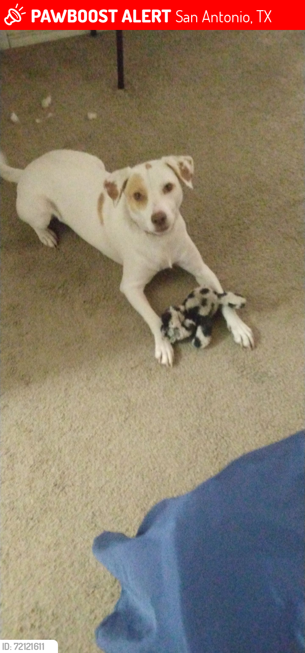 Lost Female Dog last seen Sunset Subdivision, San Antonio, TX 78245