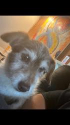 Reunited Male Dog last seen Near E Puente Ave, West Covina, CA 91790, USA, West Covina, CA 91790
