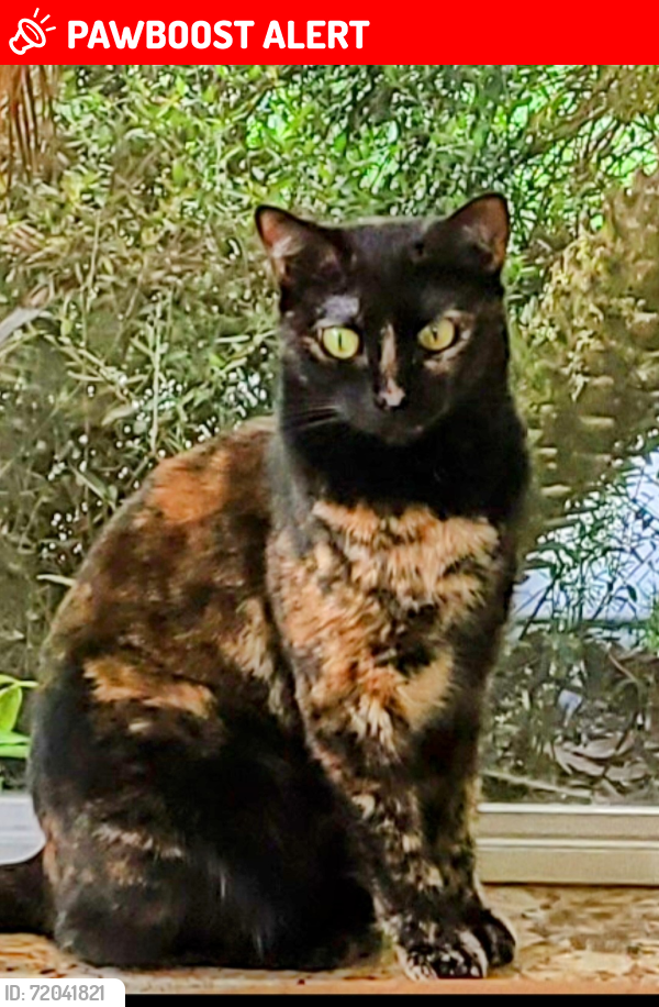 Lost Female Cat last seen In Bear Island off from Village blvd. West Palm Beach , West Palm Beach, FL 33409