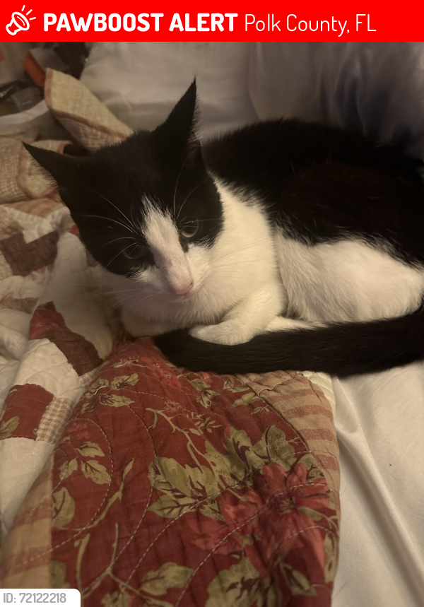 Lost Female Cat last seen Augus rd and deenstill, Polk County, FL 33868