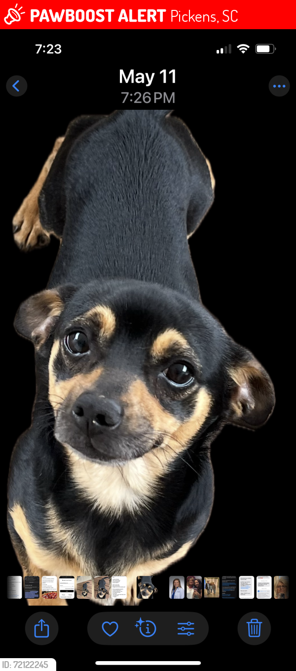 Lost Male Dog last seen Shady grove rd, Pickens, SC 29671