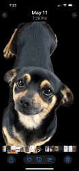 Lost Male Dog last seen Shady grove rd, Pickens, SC 29671