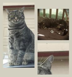 Lost Male Cat last seen Skyhawk, Eugene, OR 97405