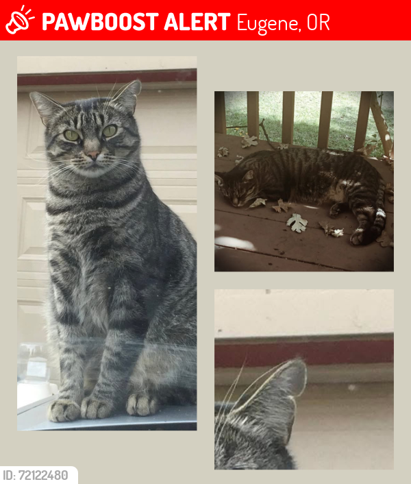 Lost Male Cat last seen Skyhawk, Eugene, OR 97405