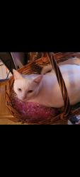 Lost Male Cat last seen Stony Point Rd, Grand Island, NY 14072