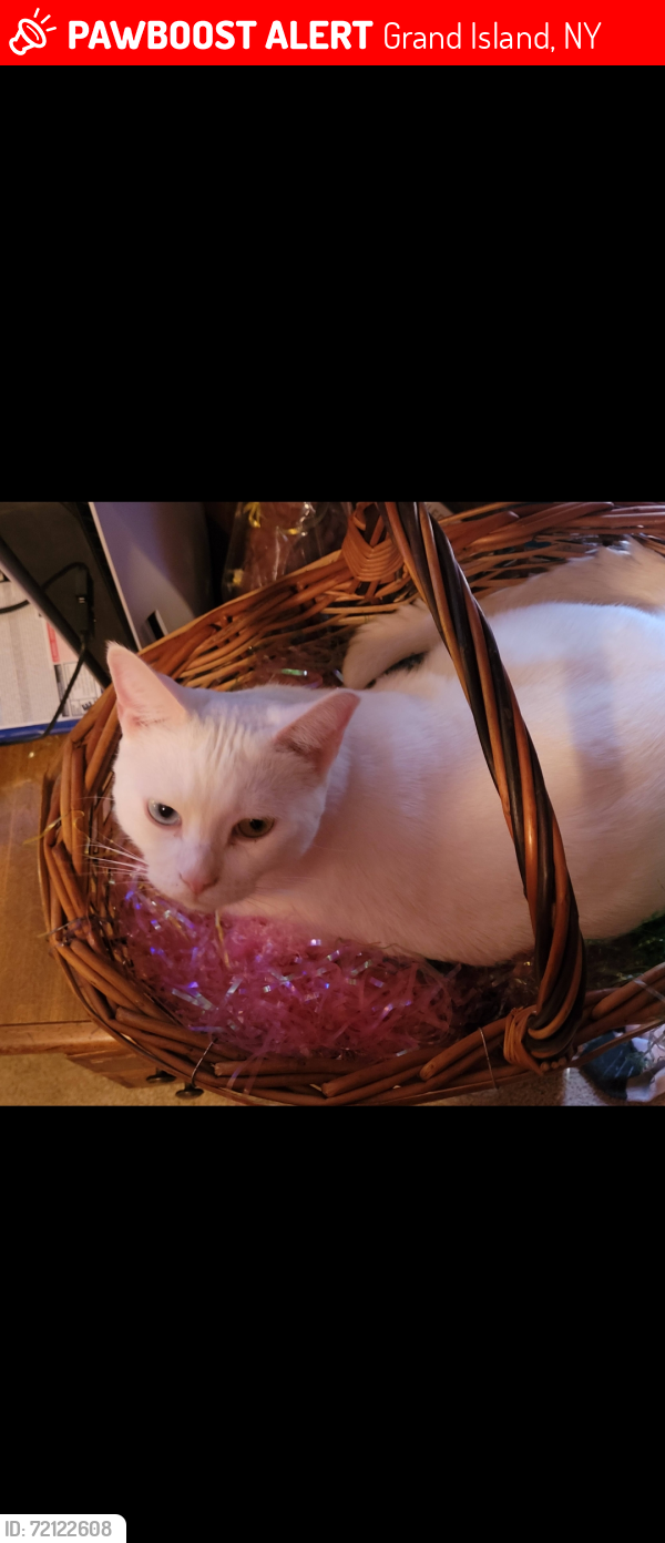 Lost Male Cat last seen Stony Point Rd, Grand Island, NY 14072