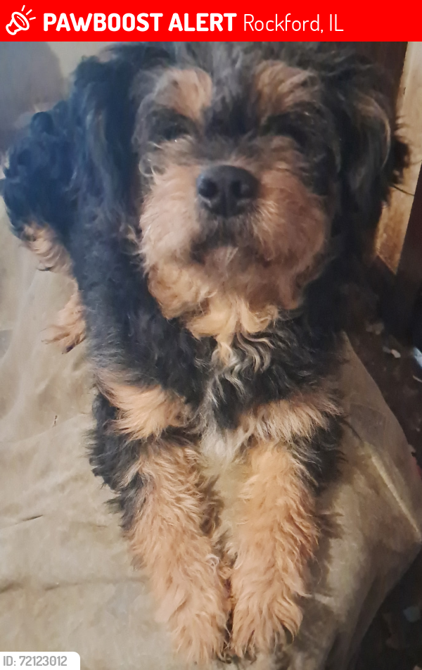 Lost Female Dog last seen Rockton ave , Rockford, IL 61103