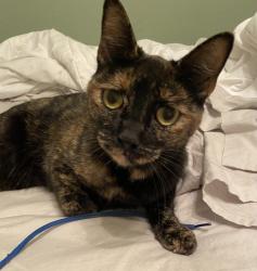 Lost Female Cat last seen Cottonwood Circle, Visalia, CA 93277