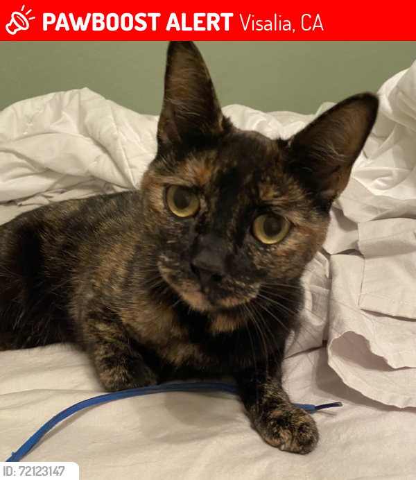 Lost Female Cat last seen Cottonwood Circle, Visalia, CA 93277