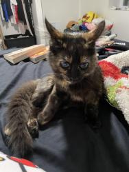 Lost Female Cat last seen 64th ave n , Brooklyn Center, MN 55430