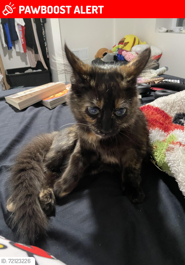 Lost Female Cat last seen 64th ave n , Brooklyn Center, MN 55430