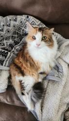 Lost Female Cat last seen Near Easy St Rainier WA, Rainier, WA 98576