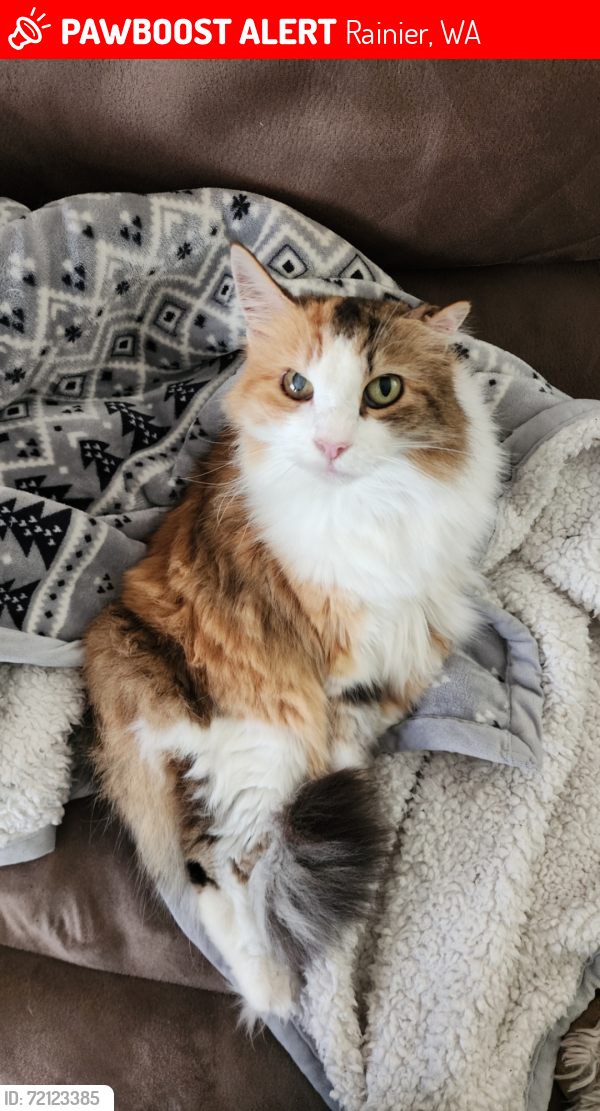 Lost Female Cat last seen Near Easy St Rainier WA, Rainier, WA 98576