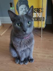Lost Male Cat last seen Atlantic & Akard, Shreveport, LA 71105