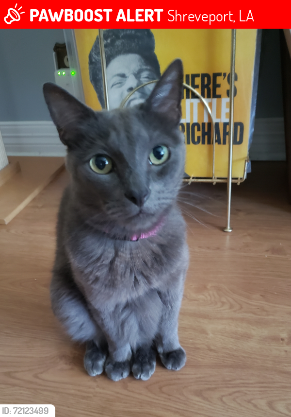 Lost Male Cat last seen Atlantic & Akard, Shreveport, LA 71105