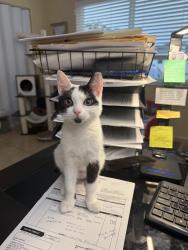 Lost Female Cat last seen Everhigh acress in clewiston,  Fl , Clewiston, FL 33440