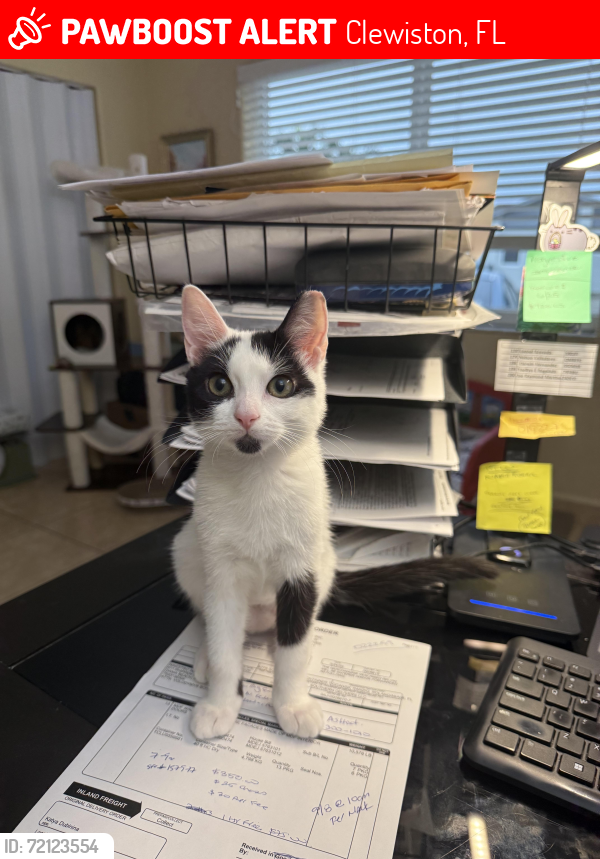 Lost Female Cat last seen Everhigh acress in clewiston,  Fl , Clewiston, FL 33440