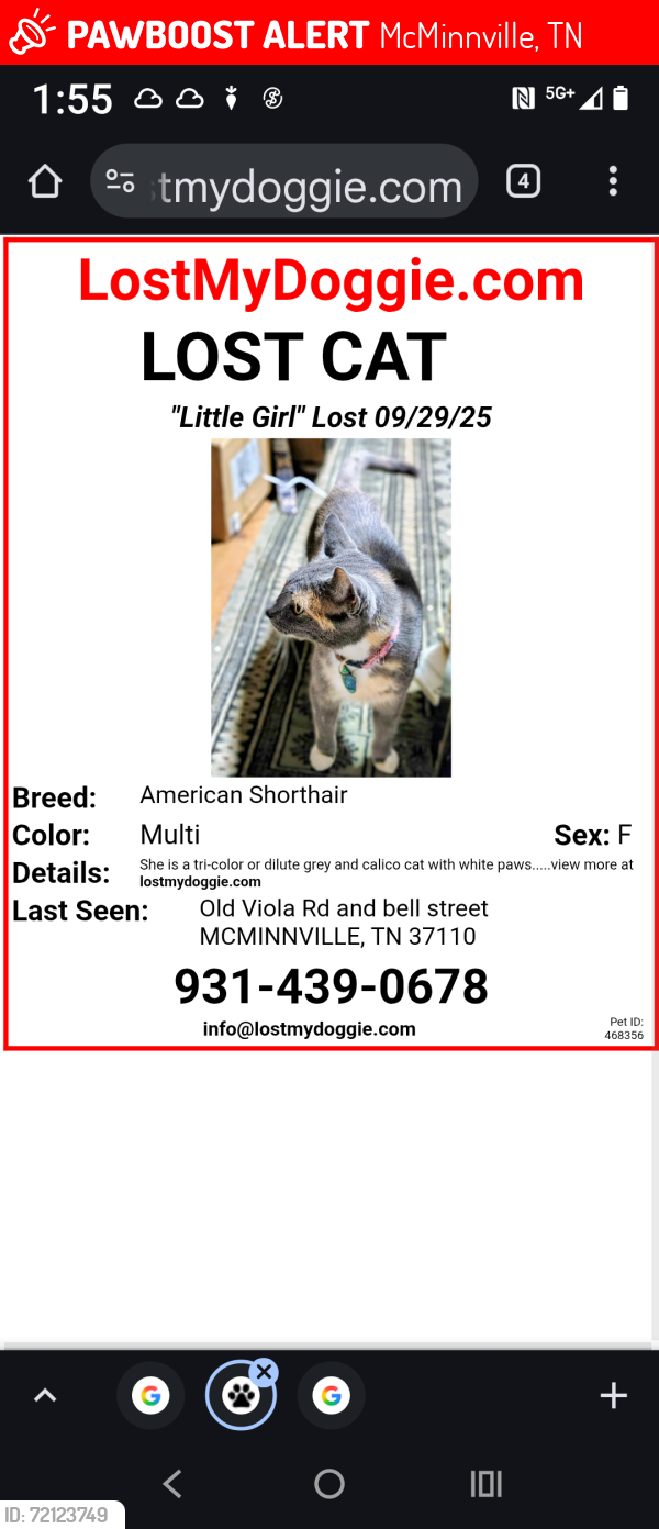 Lost Female Cat last seen Bell st /pepper branch /beta st/ west riverside, McMinnville, TN 37110