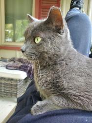 Lost Male Cat last seen Maplecrest & Stellhorn , Fort Wayne, IN 46815