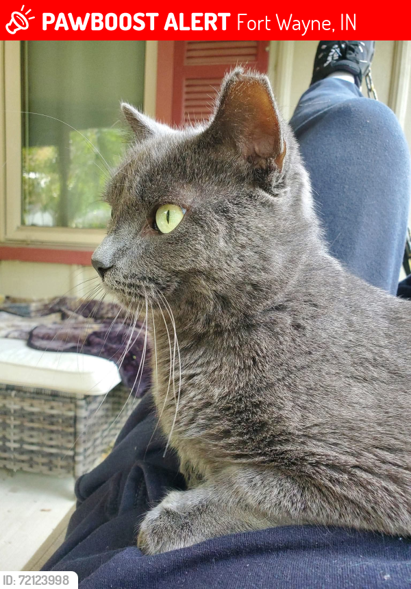 Lost Male Cat last seen Maplecrest & Stellhorn , Fort Wayne, IN 46815