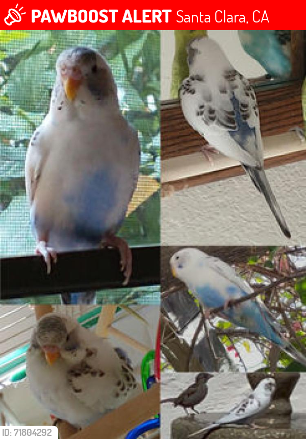 Lost Female Bird last seen Main Street at Fremont Street, Santa Clara, CA 95050