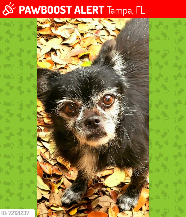Lost Male Dog last seen Willowbrae Dr and Plantation Blvd, Tampa, FL 33624