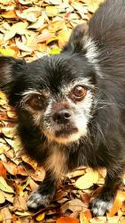 Lost Male Dog last seen Willowbrae Dr and Plantation Blvd, Tampa, FL 33624