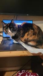 Lost Female Cat last seen Garrison Creek, Kent, WA 98031