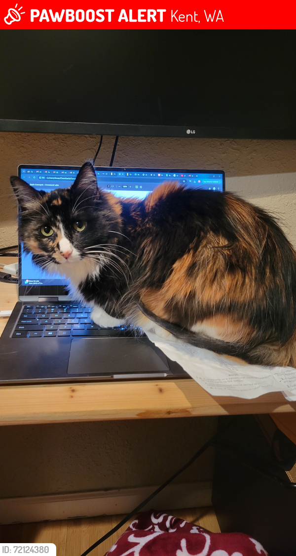 Lost Female Cat last seen Garrison Creek, Kent, WA 98031