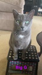 Lost Female Cat last seen Deer Ridge and Grove Subdivision , Greenville, SC 29607