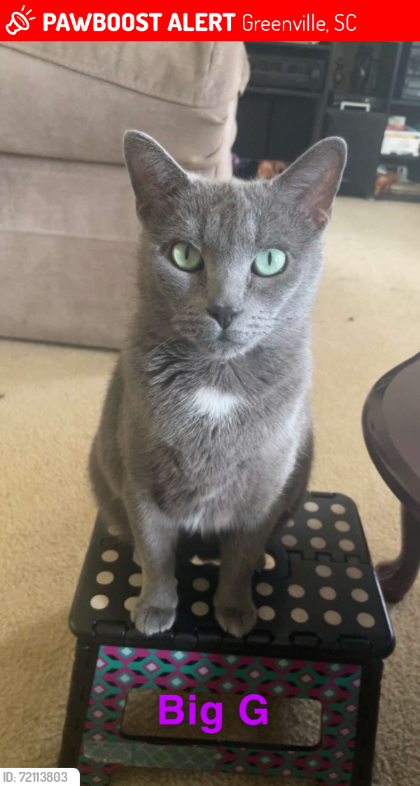 Lost Female Cat last seen Deer Ridge and Grove Subdivision , Greenville, SC 29607