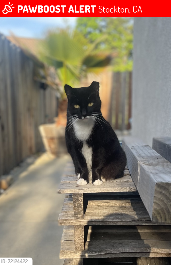 Lost Female Cat last seen Davis Rd & Whistler, Stockton, CA 95209