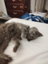 Lost Female Cat last seen 15th Street and East Carson , Las Vegas, NV 89101