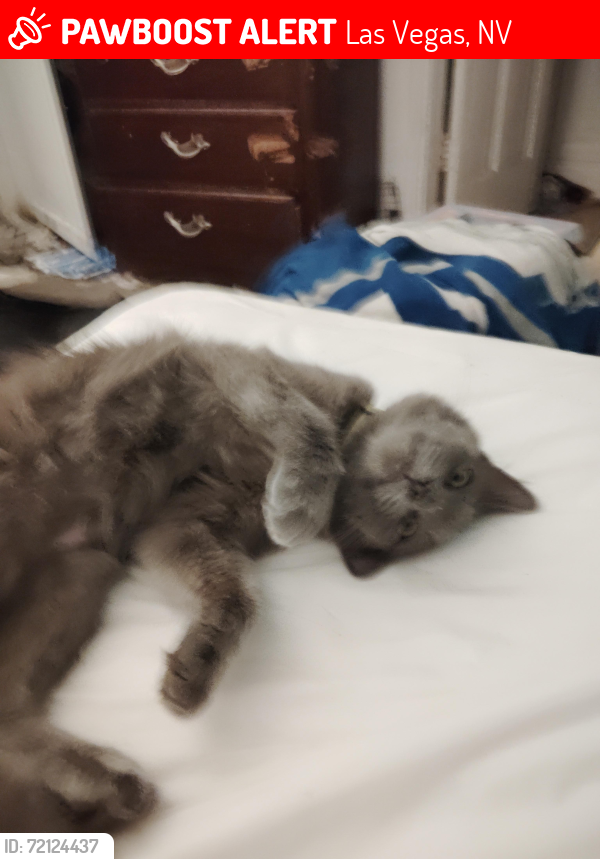 Lost Female Cat last seen 15th Street and East Carson , Las Vegas, NV 89101