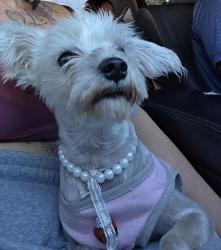 Reunited Female Dog last seen Cawston and Mustang way, Hemet, CA 92545