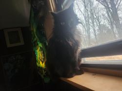 Lost Female Cat last seen John Yeager Rd, Saugerties, NY 12477