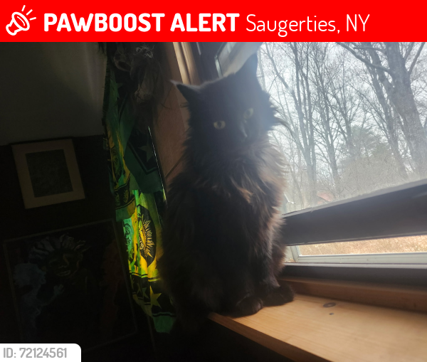 Lost Female Cat last seen John Yeager Rd, Saugerties, NY 12477
