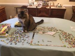 Lost Male Cat last seen Surreywood Subdivision, Richmond, VA 23235