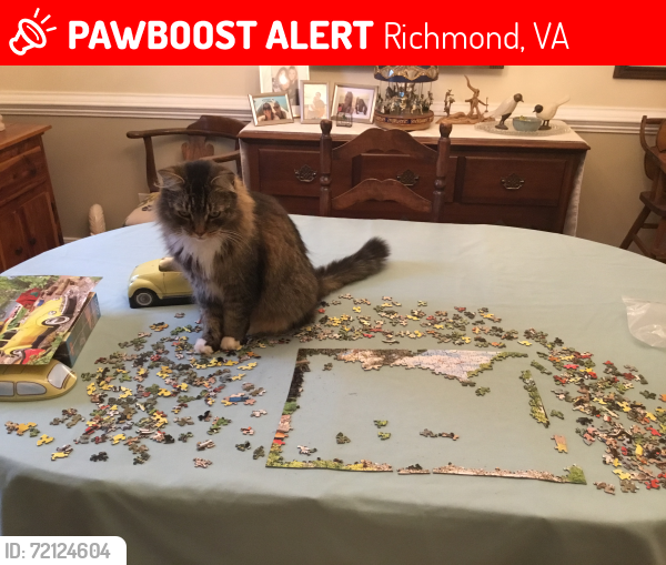 Lost Male Cat last seen Surreywood Subdivision, Richmond, VA 23235