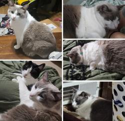 Lost Female Cat last seen Abingdon elementary , Abingdon, VA 24210