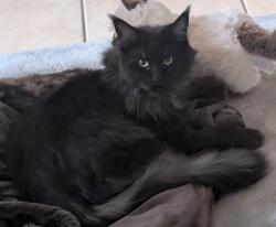 Lost Male Cat last seen Ellsworth & Southern, Mesa, AZ 85209